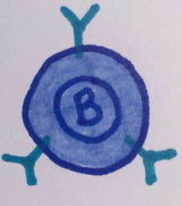 B cell
