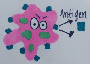 A bacterial pathogen with its antigen in blue.