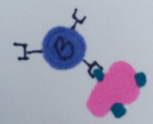 The B cell locks on to the antigen and starts to make a response unique to the bacterial antigen.