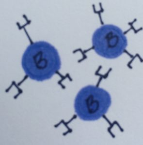 Clone copies of the B cell are made, which have the bacterium's unique antibody.